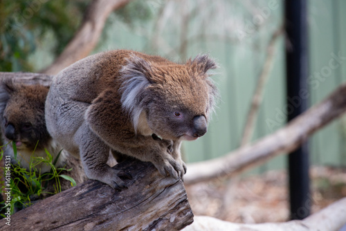 Photography Koala, Australia