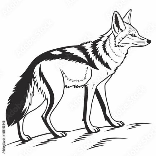 wolf vector illustration