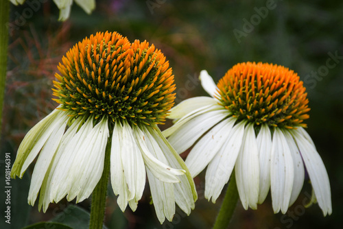 Giant white and yellow daisy