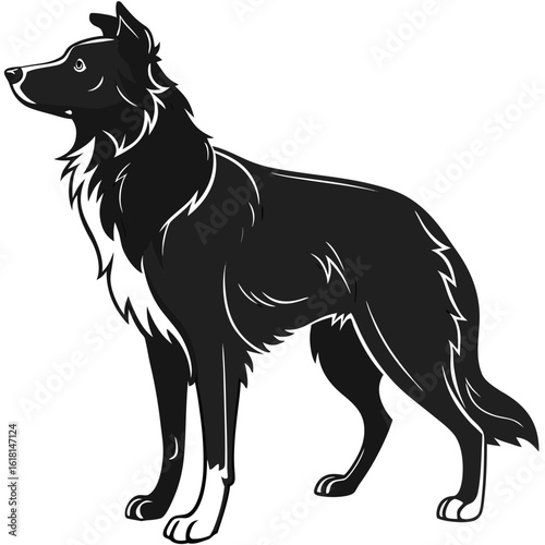 black and white dog