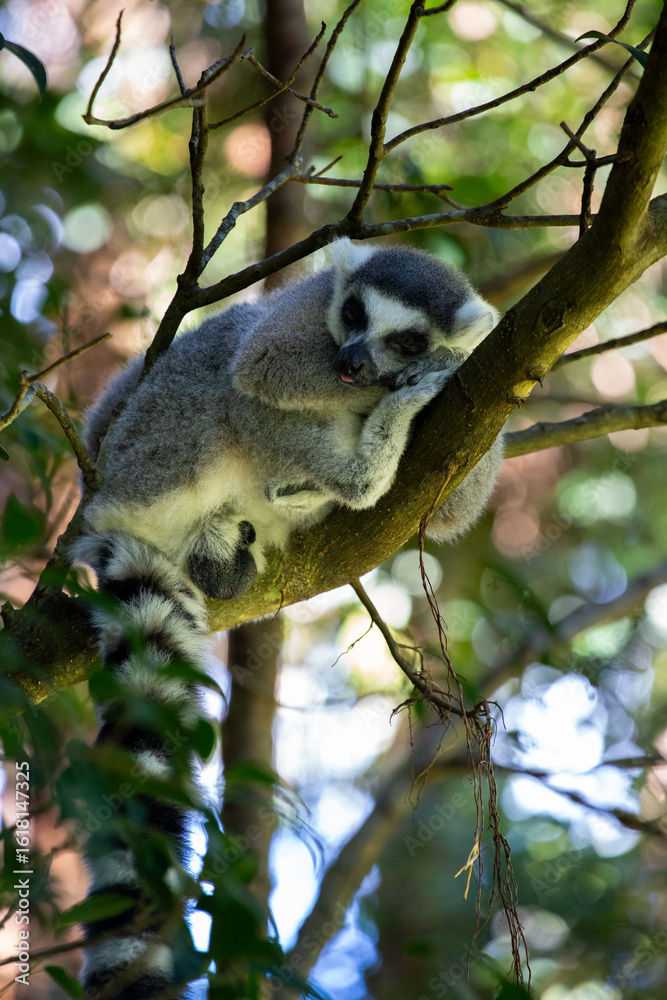 Fototapeta premium Lemur, Australia Zoo, Australia