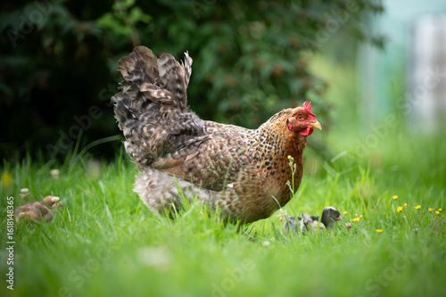 Henne mit Küken