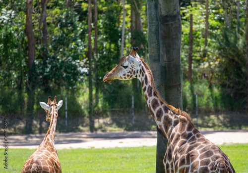 Photography Giraffe, Australia Zoo, Australia