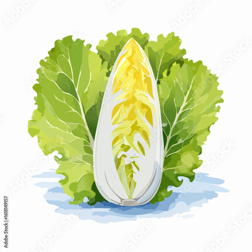 Fresh halved Chinese cabbage with crisp green leaves and a pale yellow core, in a vibrant illustration style.