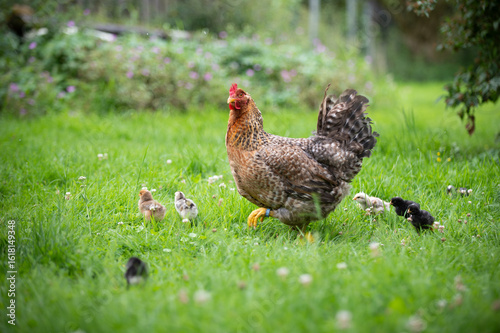 Henne mit Küken