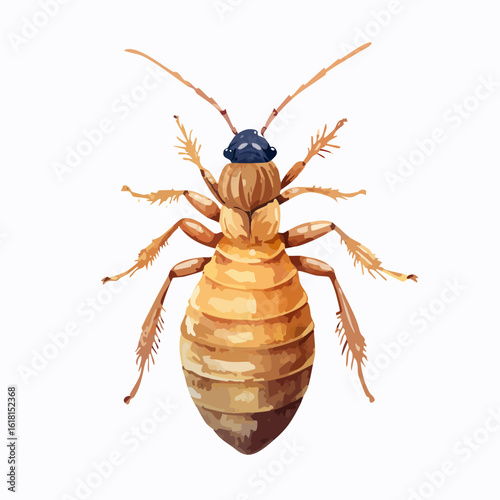 Detailed dorsal view illustration of a parasitic bed bug with a segmented brown body and dark blue head.