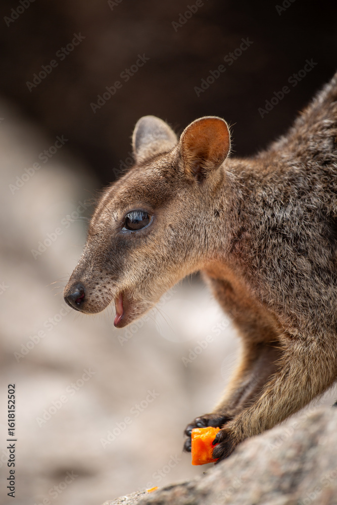 Fototapeta premium Wallaby, Magnetic Island, Australia