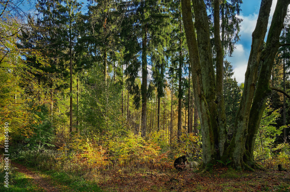 Fototapeta premium Herbst in der Natur, Wald Weg Sonne