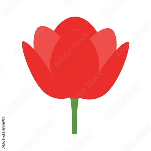 Photo of a single red tulip flower blooms on a plain white background, its petals tightly closed in anticipation