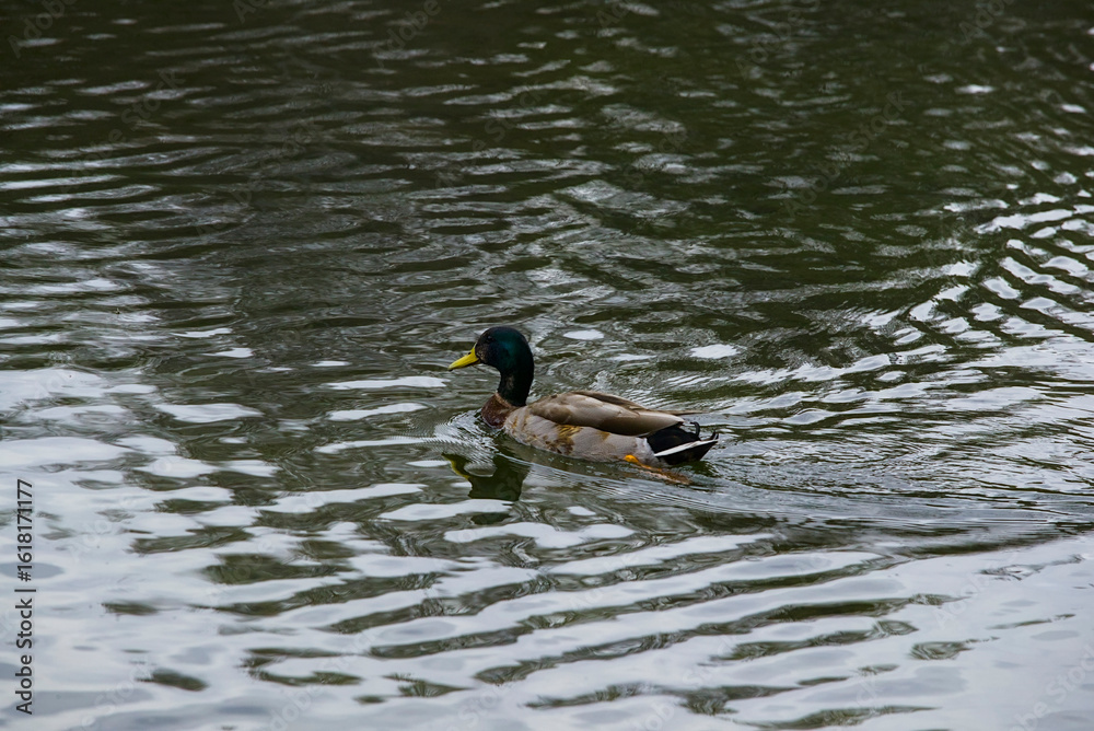 Mallard with lake backdrop Mallard with lake backdrop