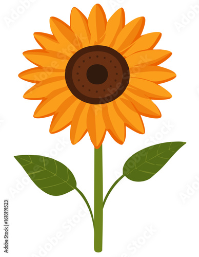 a sunflower
