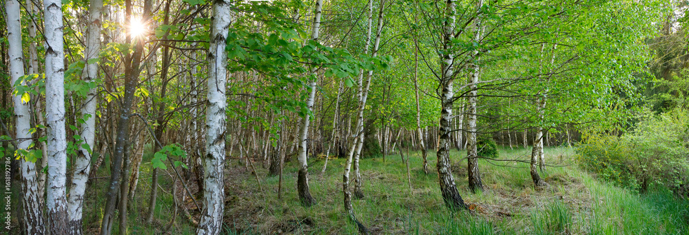 Fototapeta premium Birkenwald (Betula) im Frühling, Panorama 