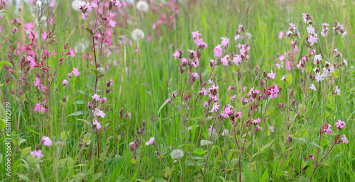 Foto Rote Lichtnelke (Silene dioica) Wildpflanze, Panorama
