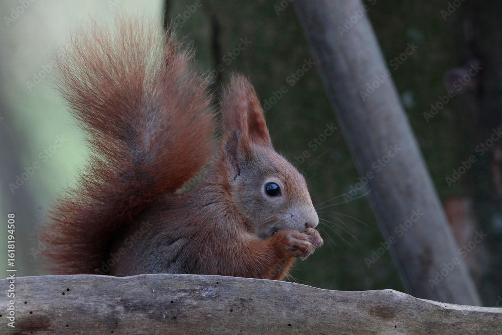 Fototapeta premium Eurasische Eichhörnchen (Sciurus vulgaris) mit Futter