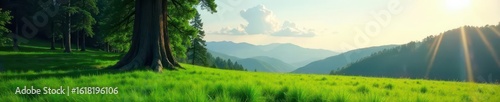 Lone giant redwood, vibrant green meadow stretches to horizon , single, sky, majestic