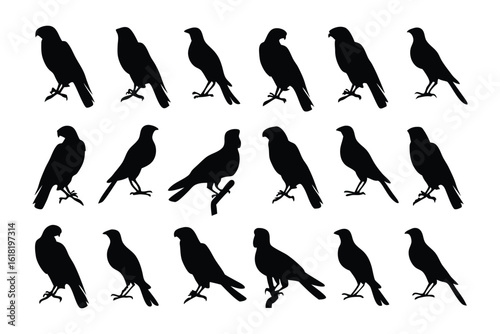 Silhouette of Hawks: A collection of hawk silhouettes are in a row, each poised with regal posture, offering a striking display of these majestic raptors.