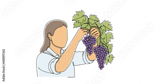 Faceless woman picking grapes in minimalist style with continuous line drawing. Single line grapes harvesting in a vineyard, perfect for wine making. Elegant, modern grapes icon suitable for website,