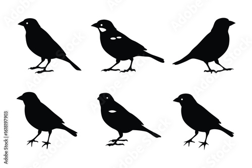 Silhouette of Birds: Artistic rendering of birds, capturing their form and essence through striking silhouettes. Explore the elegance and simplicity of these avian figures.