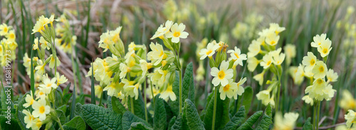 Schlüsselblume (Primula veris) Frühlingsblume mit Blüten, Panorama 