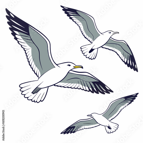 Three seagulls with grey and dark blue wings flying against a white background bird flight
