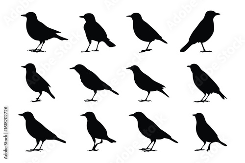 Silhouette of avian: A collection of meticulously crafted silhouettes of a various birds in striking black hues, each elegantly capturing the avian form in diverse poses.