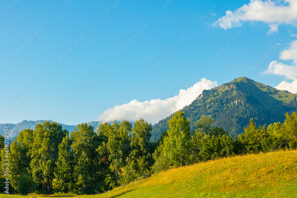 Fototapeta premium Rural background. Forest with meadow and mountains in the background