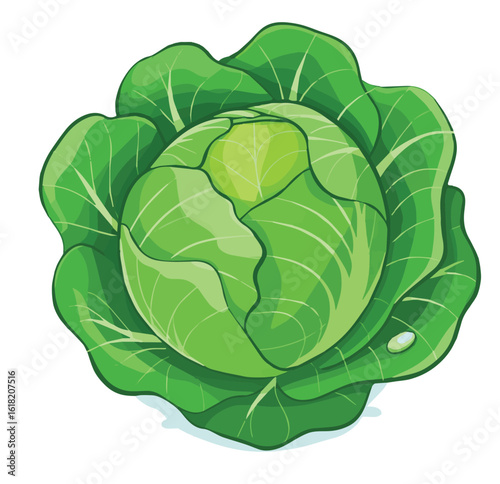 cabbage isolated on white background