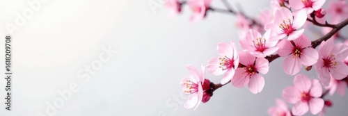 Delicate pink cherry blossoms against a pristine white wall , serene, springtime, simple