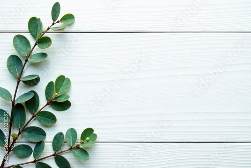 Rustic white wood backdrop, eucalyptus sprigs arranged minimally , botanical, rustic