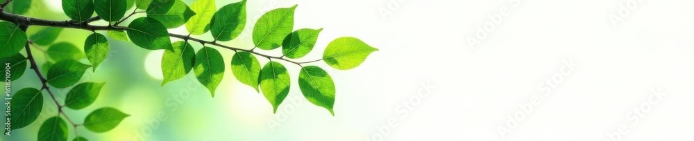Vibrant green leaves and branches isolated on white , simple, summer, minimal Vibrant green leaves and branches isolated on white , simple, summer, minimal