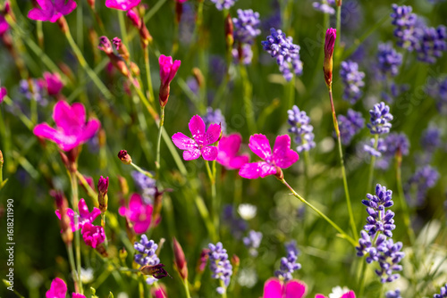 Vibrant dianthus and lavender flowers in full bloom