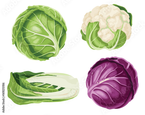cabbage isolated on white background