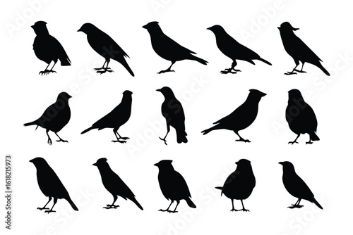 Elegant Bird Silhouettes: A series of graceful bird silhouettes showcases the beauty and diversity of avian forms. Each silhouette is a tribute to these beautiful creatures.