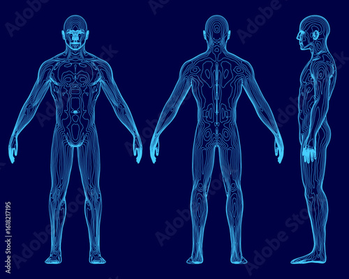 Male body blueprint with three anatomical views on a blue background. The illustration highlights detailed organs and internal structures. Contour lines define muscles and skeletal framework.