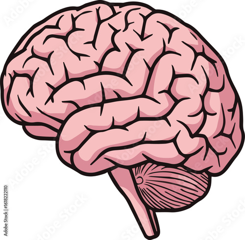 Illustration of a human brain with pink lobes and a black outline on a light gray background