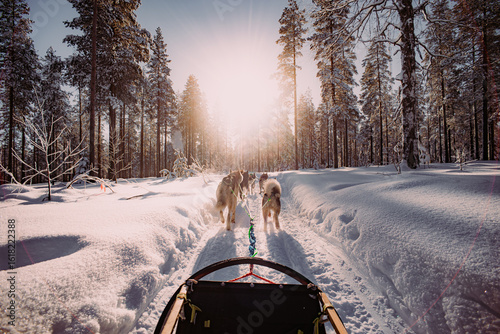 Dog sleeding in arctic circle