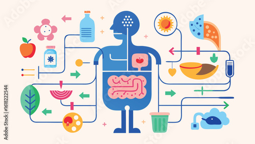 Human body digestive system health and nutrition illustration diagram showing organs and food processing with arrows and shapes