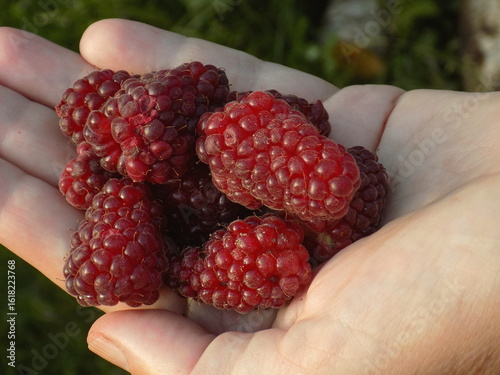 Very large raspberries in the palm of your hand. Tayberry raspberry variety. Hybrid with blackberry.