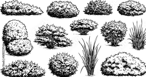 Hand draw sketch bush shrub in monochrome color. Vector illustration garden plant isolated on white background.
