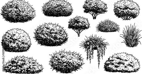 Hand draw sketch bush shrub in monochrome color. Vector illustration garden plant isolated on white background.

