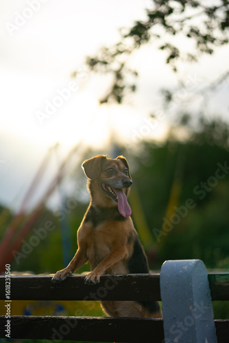 Adorable mixed-breed dog with a black and tan coat sitting happily on the bench, sunset sky on the background. The dog has a joyful expression, tongue hanging out