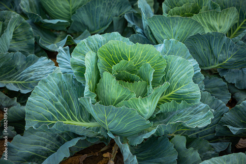 Fototapeta detail of a green cabbage plant on the field