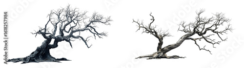 old dead spooky tree isolated on a transparent background