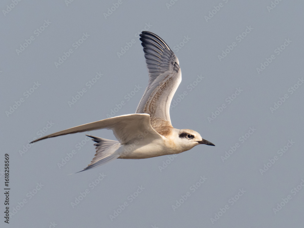 Obraz premium A close up of a juvenile Forster's Tern in flight