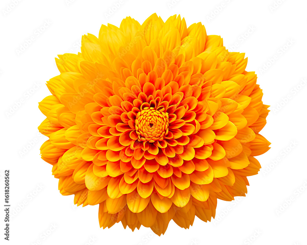 Marigold Flower rangoli Design for Diwali Festival , Indian Festival flower decoration Marigold Flower rangoli Design for Diwali Festival , Indian Festival flower decoration