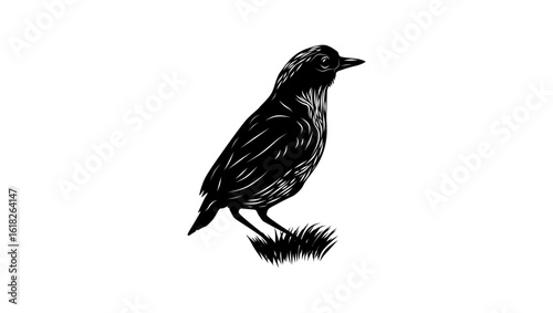 Gurney’s Pitta bird, black isolated silhouette