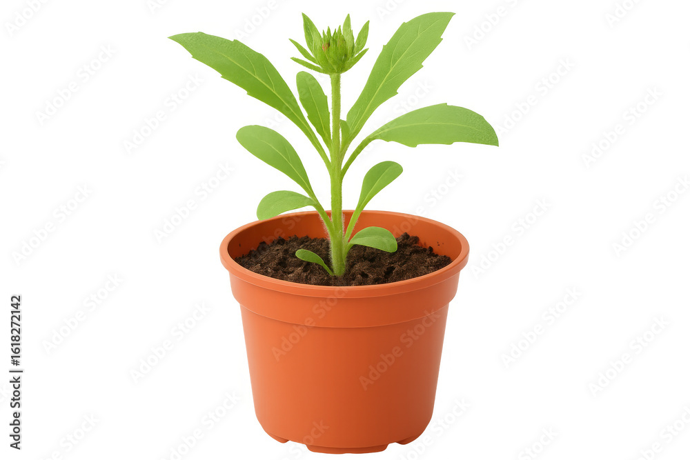 Fototapeta premium Small green plant growing in terracotta pot, vibrant foliage standing out on clear studio backdrop