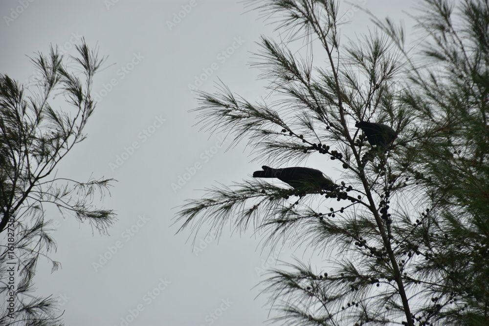 Obraz premium Crows perches on a tamarisk tree branch under a cloudy sky