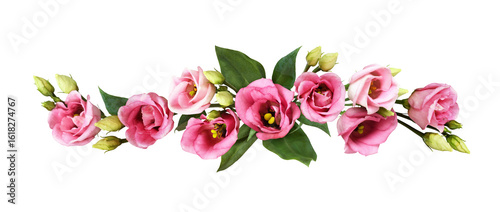 Fototapeta Naklejka Na Ścianę i Meble -  Pink eustoma flowers in a line floral arrangement isolated on white or transparent background