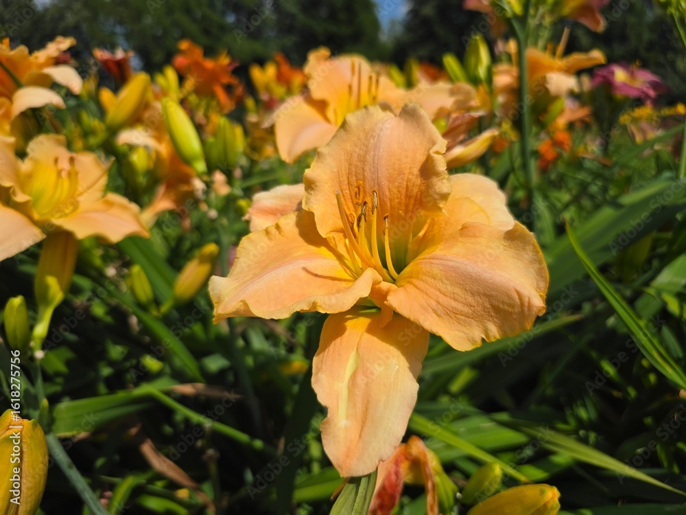 Fototapeta premium Orange daylilies blooming in summer garden Vibrant orange daylilies in full bloom under sunlight, surrounded by lush green leaves in a bright and colorful summer garden